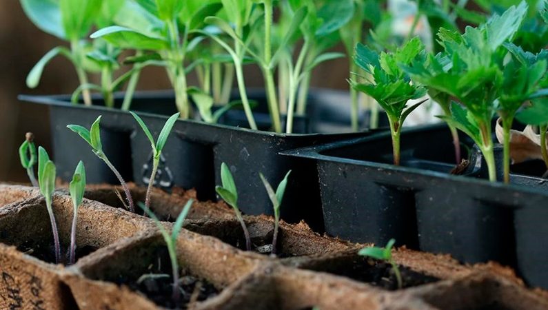 Выращивание рассады из семян в домашних условиях