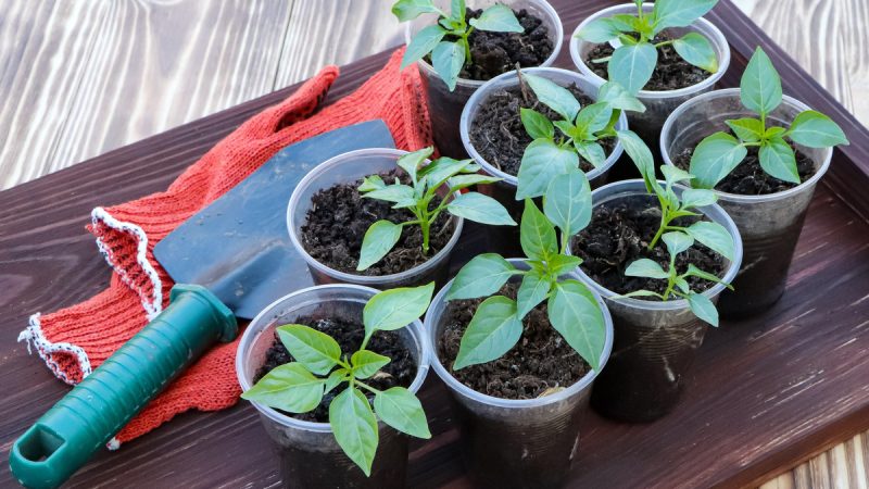 Выращивание рассады: от выбора семян до пересадки в грунт
