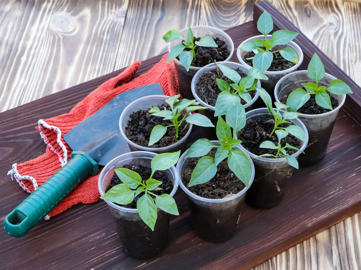 Выращивание рассады: от выбора семян до пересадки в грунт