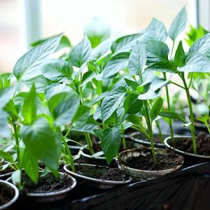 Выращивание рассады перца в домашних условиях