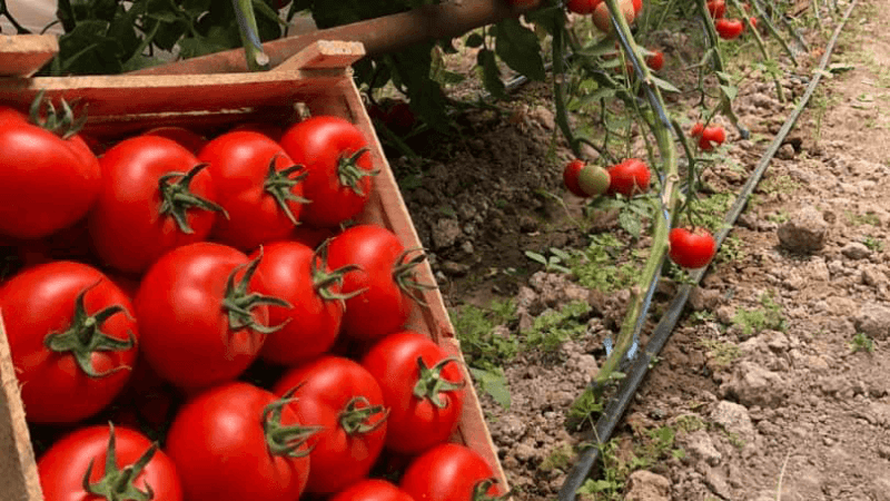 Выращивание рассады томатов: Секреты богатого урожая