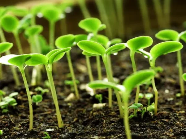 Выращивание рассады в феврале: советы и рекомендации