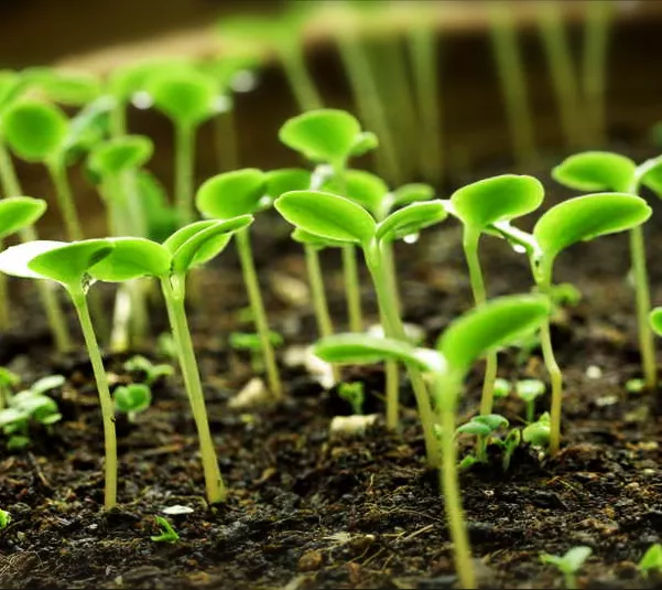 Выращивание рассады в феврале: советы и рекомендации