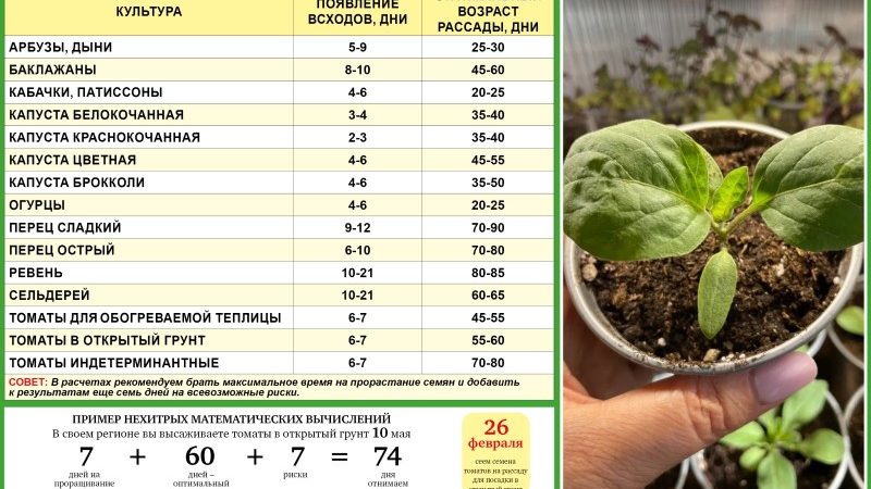Выращивание рассады в Краснодаре: от выбора семян до пересадки в грунт