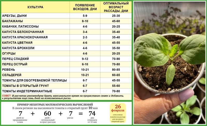 Выращивание рассады в Краснодаре: от выбора семян до пересадки в грунт