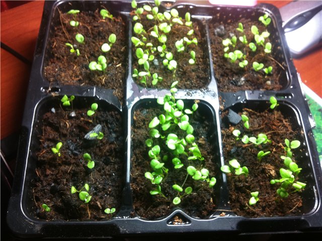 Выращивание виолы из семян: подробное руководство