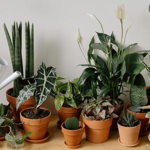 Комнатные растения: выбор и уход