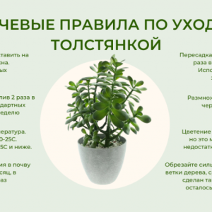 Руководство по уходу за домашними цветами