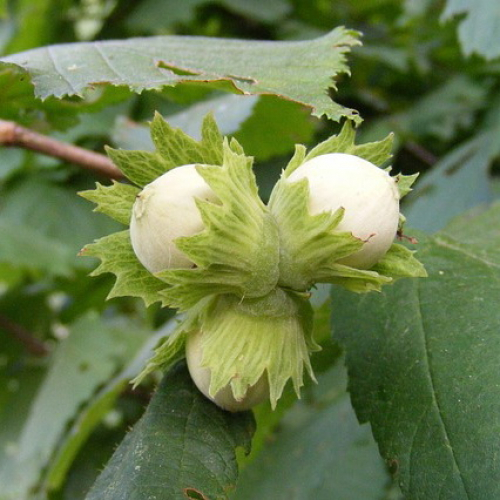 как растет фундук